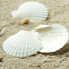 Natural Scallop Shells DIY Crafts Home Decor Vase Filler Sea Shells