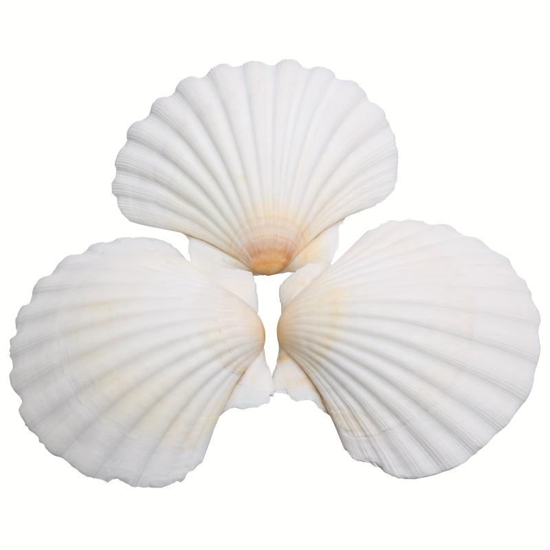 Natural Scallop Shells DIY Crafts Home Decor Vase Filler Sea Shells