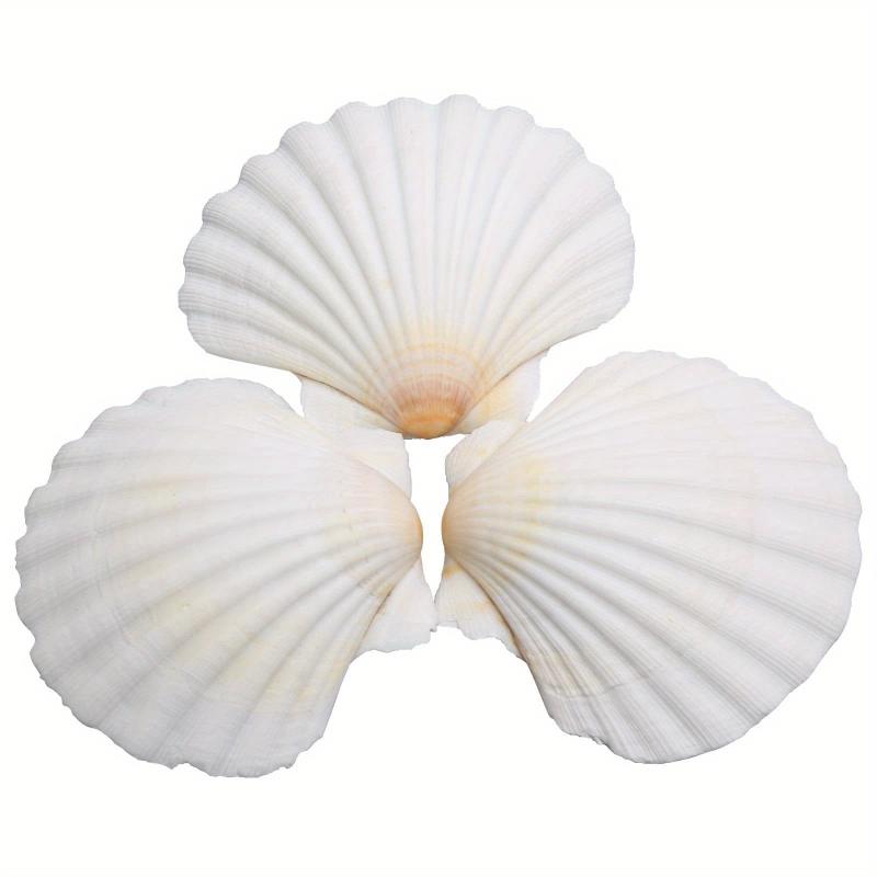 Natural Scallop Shells DIY Crafts Home Decor Vase Filler Sea Shells