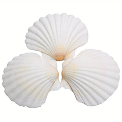 Natural Scallop Shells DIY Crafts Home Decor Vase Filler Sea Shells