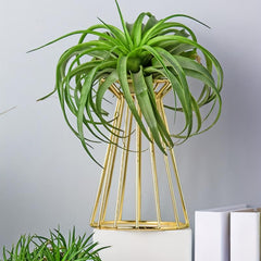 Iron Golden Vase Air Plant Holder Enneagon Tower Geometric Plant Stand