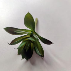 Small Potted Succulents Home Table Decor Artificial Plants