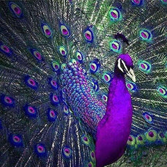 Peacock Diamond Painting Kit Full Drill Embroidery 30x30cm Stunning Wall Decor