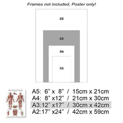 Human Muscle and Bone Tissue Structure Poster Set