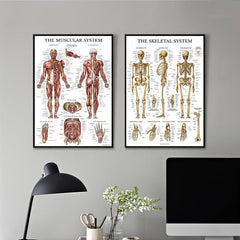 Human Muscle and Bone Tissue Structure Poster Set