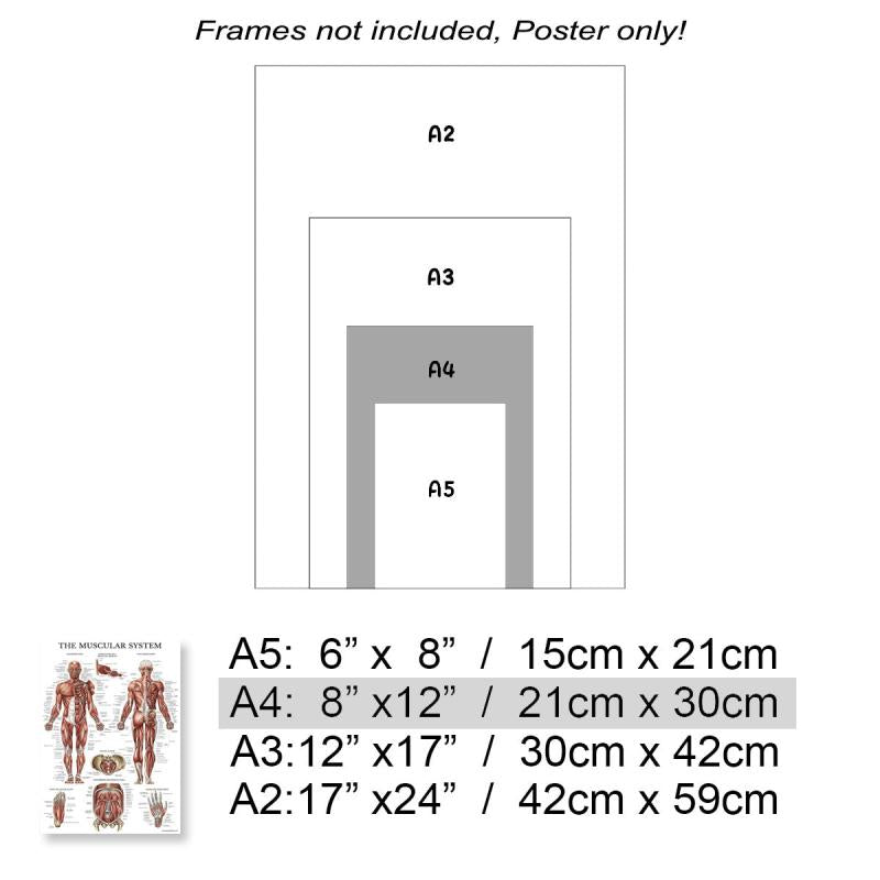 Human Muscle and Bone Tissue Structure Poster Set