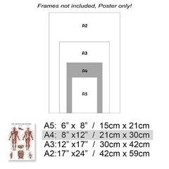 Human Muscle and Bone Tissue Structure Poster Set