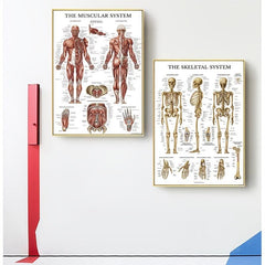 Human Muscle and Bone Tissue Structure Poster Set