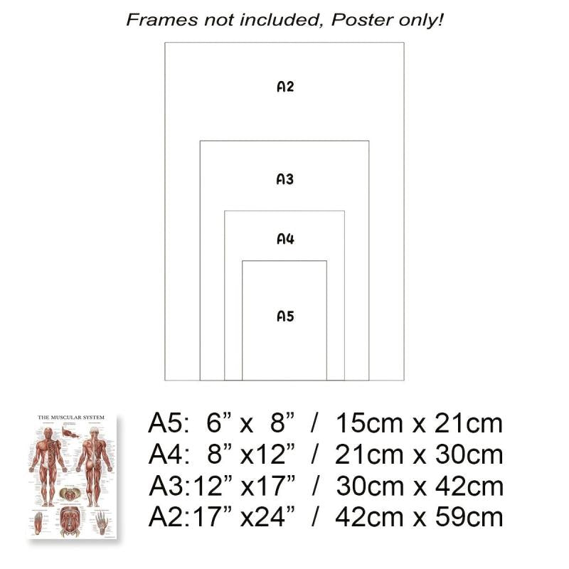 Human Muscle and Bone Tissue Structure Poster Set