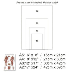 Human Muscle and Bone Tissue Structure Poster Set
