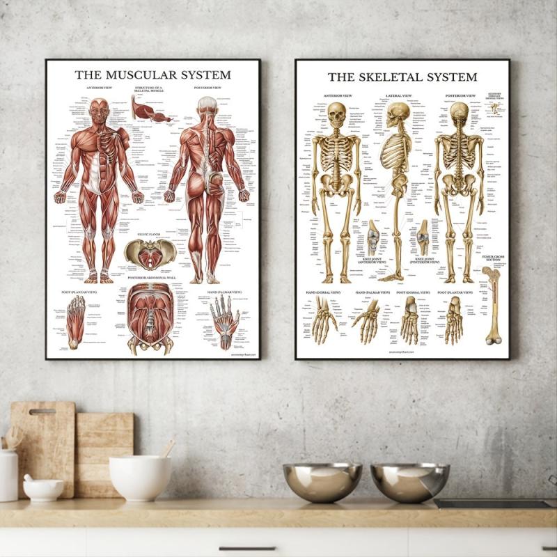 Human Muscle and Bone Tissue Structure Poster Set