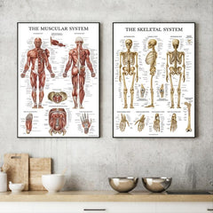 Human Muscle and Bone Tissue Structure Poster Set