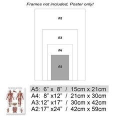 Human Muscle and Bone Tissue Structure Poster Set