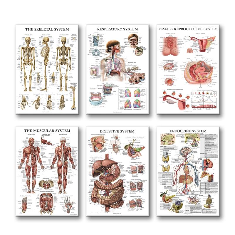 6pcs Educational Human Body Organ System Poster