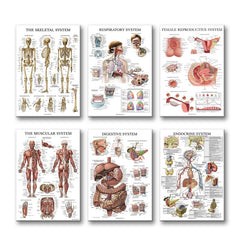 6pcs Educational Human Body Organ System Poster