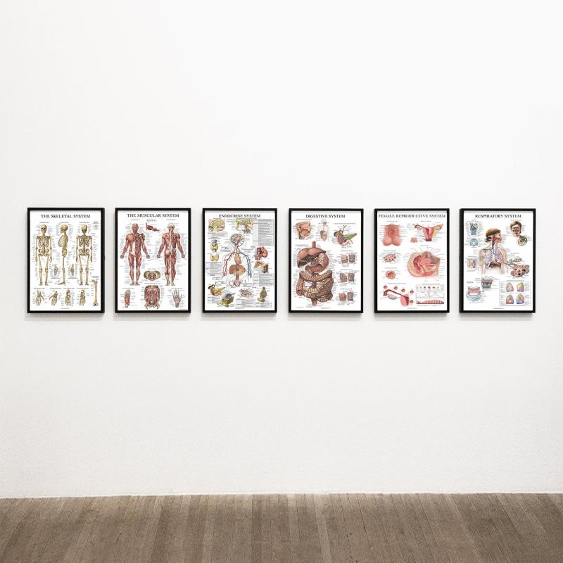 6pcs Educational Human Body Organ System Poster