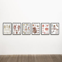 6pcs Educational Human Body Organ System Poster