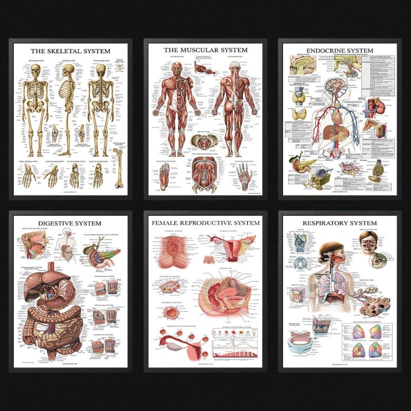 6pcs Educational Human Body Organ System Poster