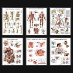 6pcs Educational Human Body Organ System Poster