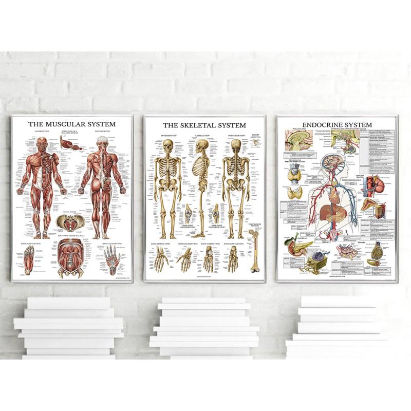 6pcs Educational Human Body Organ System Poster