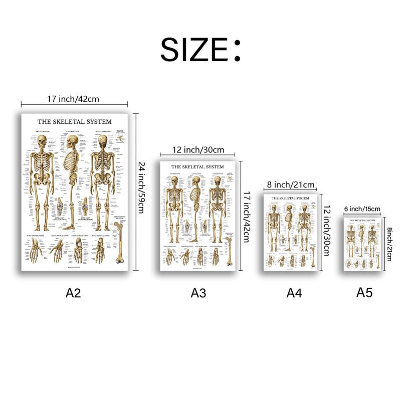6pcs Educational Human Body Organ System Poster