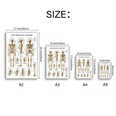 6pcs Educational Human Body Organ System Poster