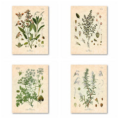 Botanical Kitchen Herb Wall Art Set - 4 10x8in Prints Thyme Mint Ro