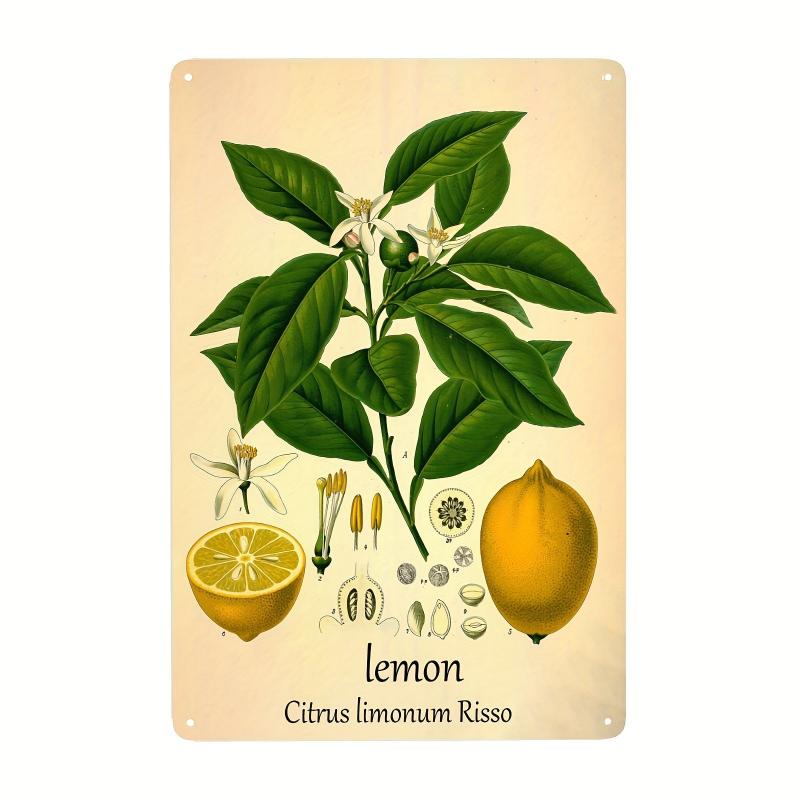 Retro Metal Tin Sign Lemon House Coffee Wall Decor 20x30 cm