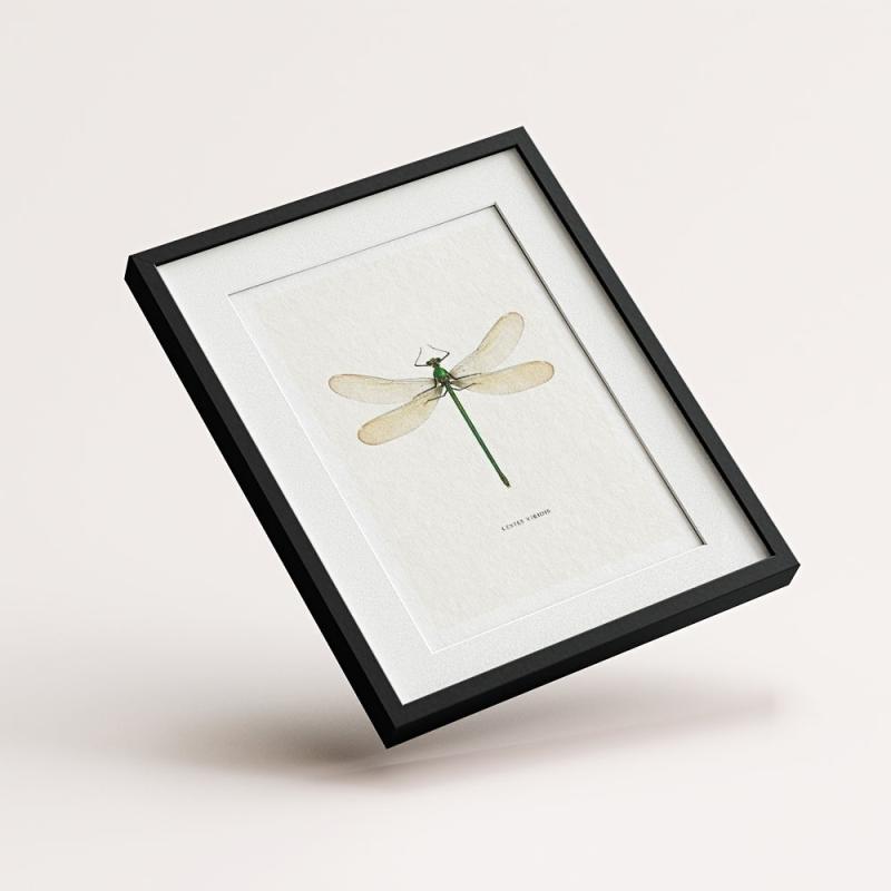 6pcs Dragonfly Specimen Art Posters for Home Decor - A5 A4 A3 A2 Sizes