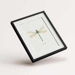 6pcs Dragonfly Specimen Art Posters for Home Decor - A5 A4 A3 A2 Sizes