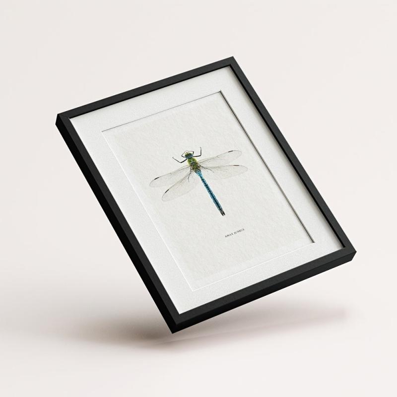 6pcs Dragonfly Specimen Art Posters for Home Decor - A5 A4 A3 A2 Sizes