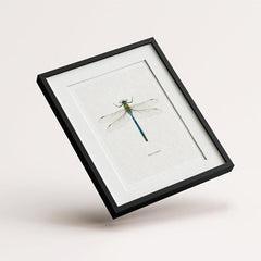 6pcs Dragonfly Specimen Art Posters for Home Decor - A5 A4 A3 A2 Sizes
