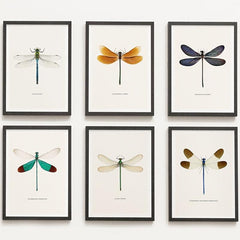 6pcs Dragonfly Specimen Art Posters for Home Decor - A5 A4 A3 A2 Sizes