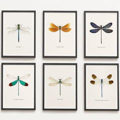 6pcs Dragonfly Specimen Art Posters for Home Decor - A5 A4 A3 A2 Sizes