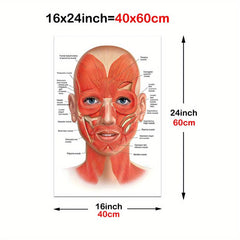 Female Face Anatomy and Fat Pads Canvas Painting for Decor