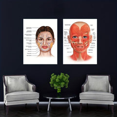 Female Face Anatomy and Fat Pads Canvas Painting for Decor