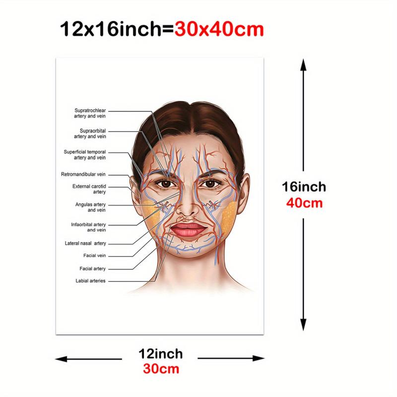 Female Face Anatomy and Fat Pads Canvas Painting for Decor