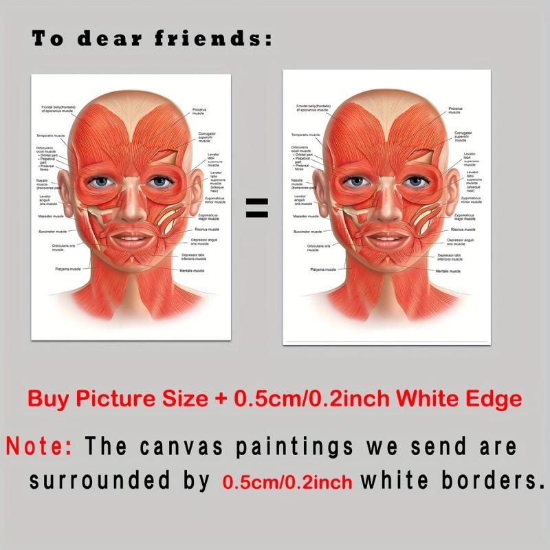 Female Face Anatomy and Fat Pads Canvas Painting for Decor