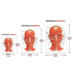 Female Face Anatomy and Fat Pads Canvas Painting for Decor