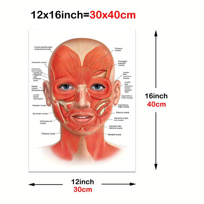 Female Face Anatomy and Fat Pads Canvas Painting for Decor