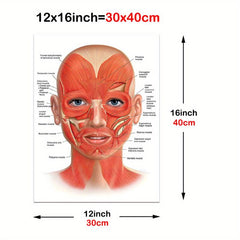 Female Face Anatomy and Fat Pads Canvas Painting for Decor
