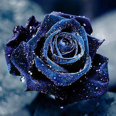 1pc 5D DIY Diamond Painting 20 Rose Painting Without Frame