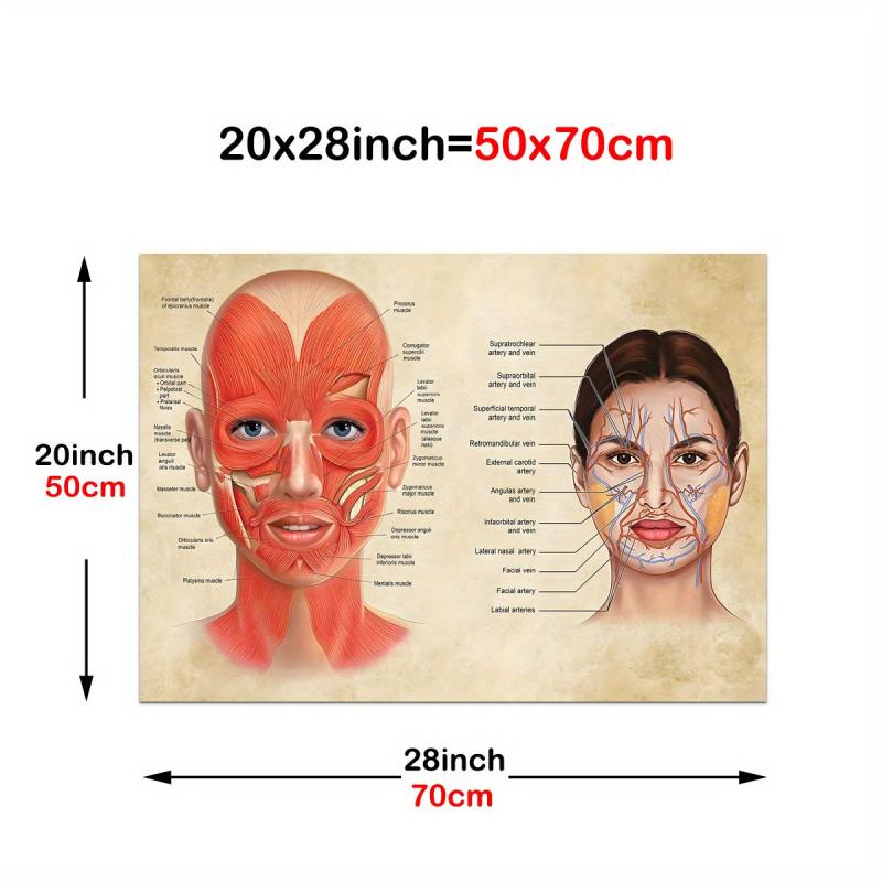 Facial Muscles And Veins Poster Physiognomy Art Massage Therapist Vintage Canvas