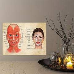 Facial Muscles And Veins Poster Physiognomy Art Massage Therapist Vintage Canvas