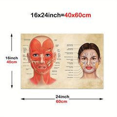 Facial Muscles And Veins Poster Physiognomy Art Massage Therapist Vintage Canvas