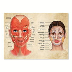 Facial Muscles And Veins Poster Physiognomy Art Massage Therapist Vintage Canvas