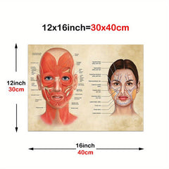 Facial Muscles And Veins Poster Physiognomy Art Massage Therapist Vintage Canvas