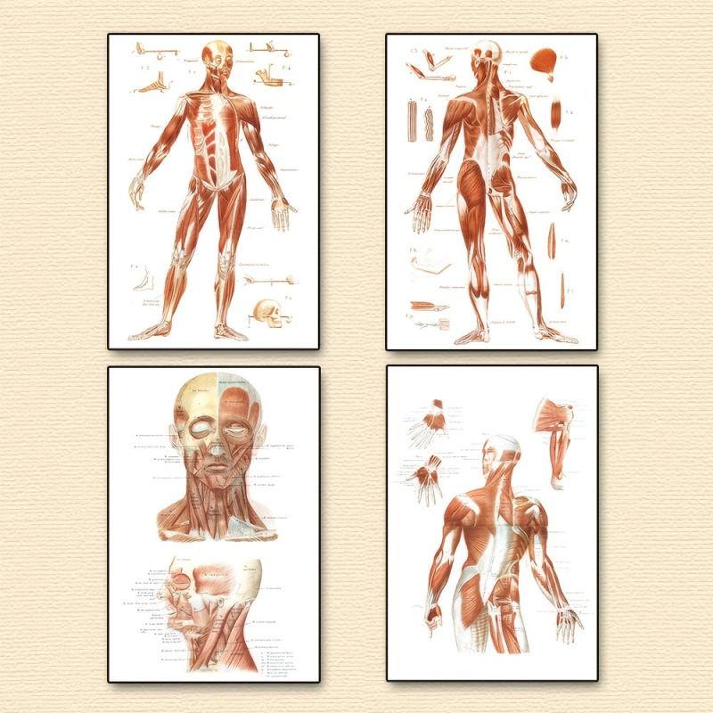 Vintage Human Anatomy Muscles Wall Art Set
