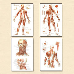 Vintage Human Anatomy Muscles Wall Art Set
