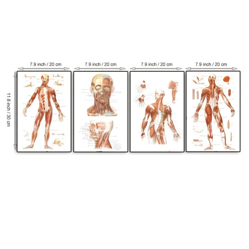 Vintage Human Anatomy Muscles Wall Art Set
